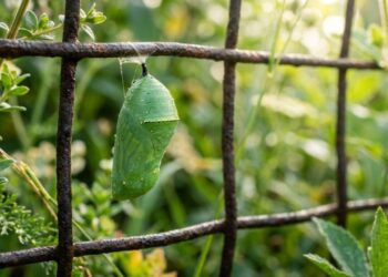 Se você encontrar este pequeno casulo verde pendurado na cerca, nós lhe diremos o que isso significa e por que é algo bom