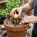 Como plantar cebola reaproveitando a base cortada com o solo certo para enraizar rápido e crescer forte