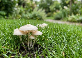 Se você encontrar estes pequenos fungos brancos nascendo na grama após a chuva, nós lhe diremos o que isso significa e por que é algo bom