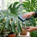 A planta tropical mais exuberante para cultivar no canto da sala: como cuidar e fazer esta folhagem rasgar as folhas