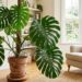 A folhagem mais desejada para decoração de interiores: como cuidar da costela-de-adão e fazer as folhas rasgarem