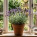 A flor mais relaxante para cultivar em vaso no quarto: como cuidar da lavanda e fazer florescer o ano todo