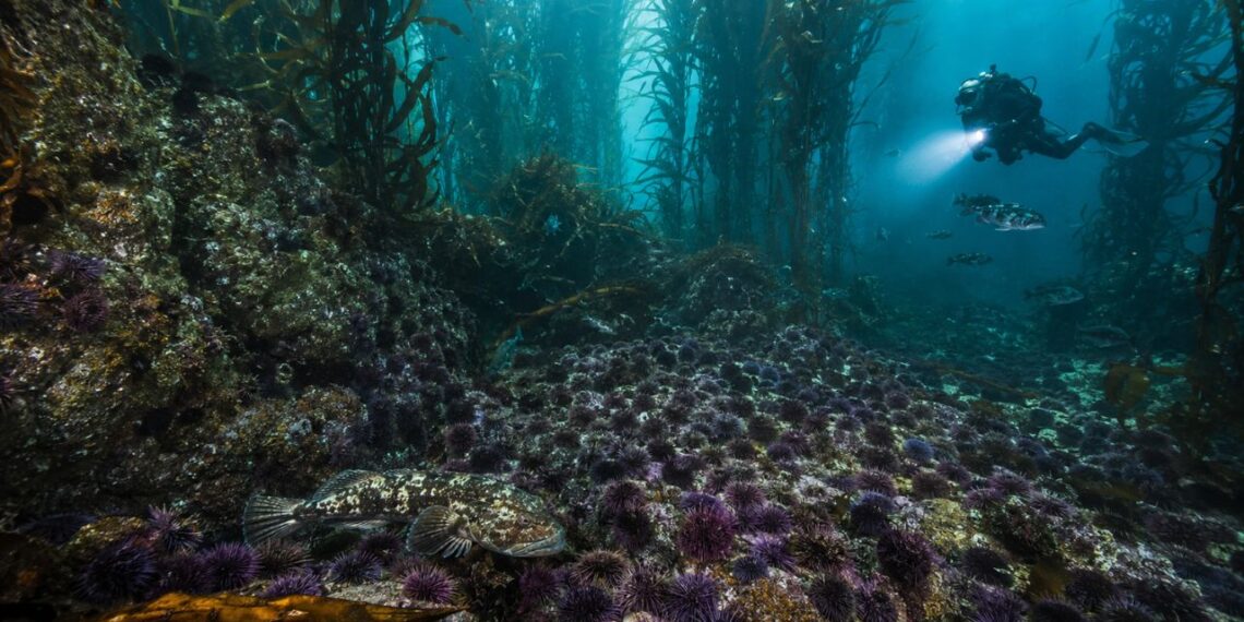 Cientistas descobrem o que está matando bilhões de estrelas-do-mar nos oceanos