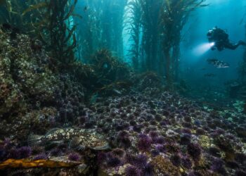Cientistas descobrem o que está matando bilhões de estrelas-do-mar nos oceanos