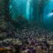 Cientistas descobrem o que está matando bilhões de estrelas-do-mar nos oceanos