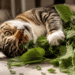 Cientistas descobrem planta que faz seu gato rolar de felicidade quando come