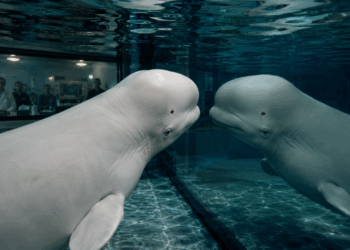 Baleias-beluga conseguem se reconhecer no espelho e a descoberta surpreende cientistas