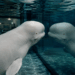 Baleias-beluga conseguem se reconhecer no espelho e a descoberta surpreende cientistas