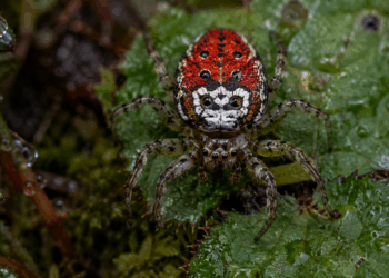 Nova espécie ”aranha sorridente” descoberta no Himalaia , surpreende cientistas do mundo todo