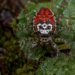 Nova espécie ”aranha sorridente” descoberta no Himalaia , surpreende cientistas do mundo todo