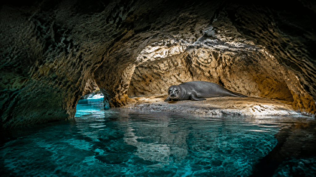 Porque as focas se sentem ameaçadas e trocam as praias por cavernas escondidas para fugir dos turistas