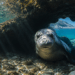 Porque as focas se sentem ameaçadas e trocam as praias por cavernas escondidas para fugir dos turistas