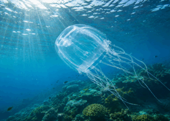 O animal quase invisível encontrado no mar em Singapura pode mudar o que sabemos sobre águas-vivas