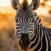 Cientistas revelam o segredo das zebras que intriga pesquisadores há décadas