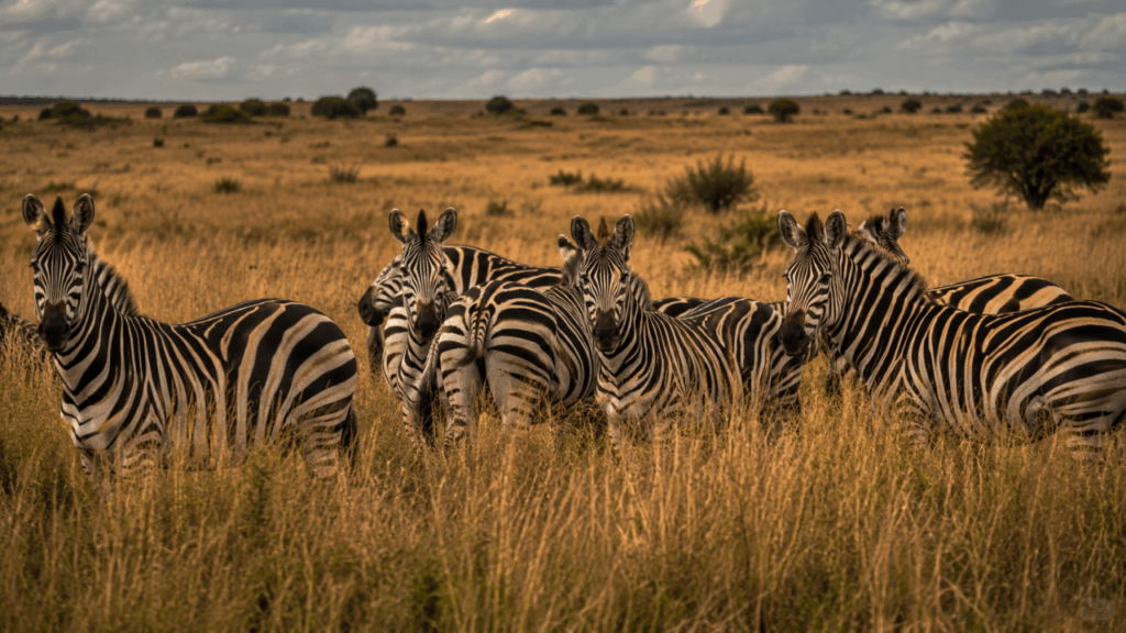 Cientistas revelam o segredo das zebras que intriga pesquisadores há décadas