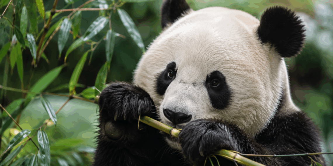 O segredo dos pandas gigantes pode estar escondido dentro do próprio bambu que eles comem todos dias