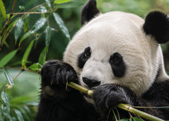O segredo dos pandas gigantes pode estar escondido dentro do próprio bambu que eles comem todos dias