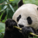O segredo dos pandas gigantes pode estar escondido dentro do próprio bambu que eles comem todos dias