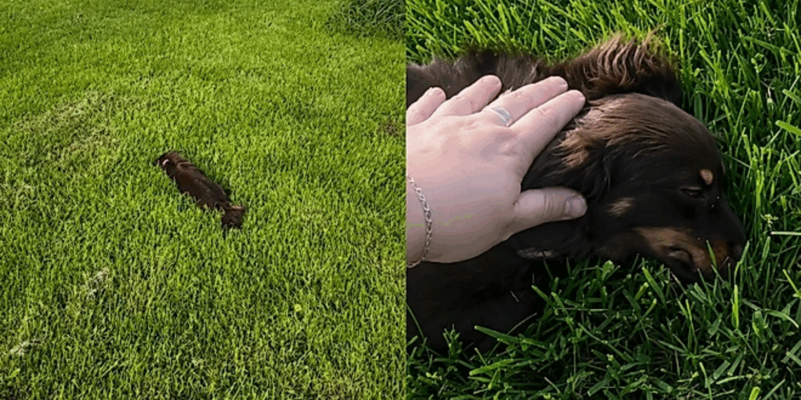 Cachorrinho narcoléptico tenta brincar com os irmãos, mas acaba “dormindo” no meio da brincadeira