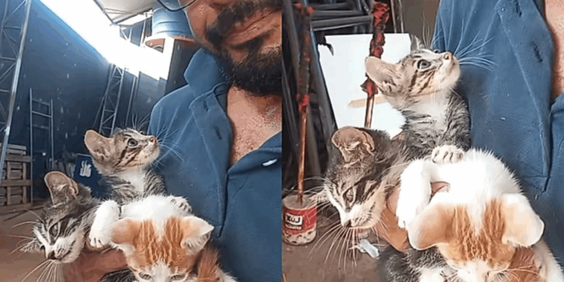 Homem da triste notícias para gatinhos e faz promessa emocionante