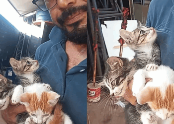 Homem da triste notícias para gatinhos e faz promessa emocionante
