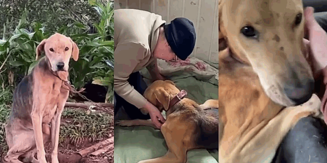 Cãozinho abandonado escuta as palavras que esperou a vida inteira