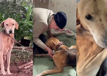 Cãozinho abandonado escuta as palavras que esperou a vida inteira