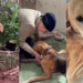 Cãozinho abandonado escuta as palavras que esperou a vida inteira