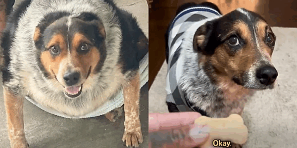 Cachorro apelidado de ‘batata’ ganha nova vida após encontrar pessoa disposta a ajudá-lo