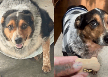 Cachorro apelidado de ‘batata’ ganha nova vida após encontrar pessoa disposta a ajudá-lo