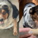 Cachorro apelidado de ‘batata’ ganha nova vida após encontrar pessoa disposta a ajudá-lo