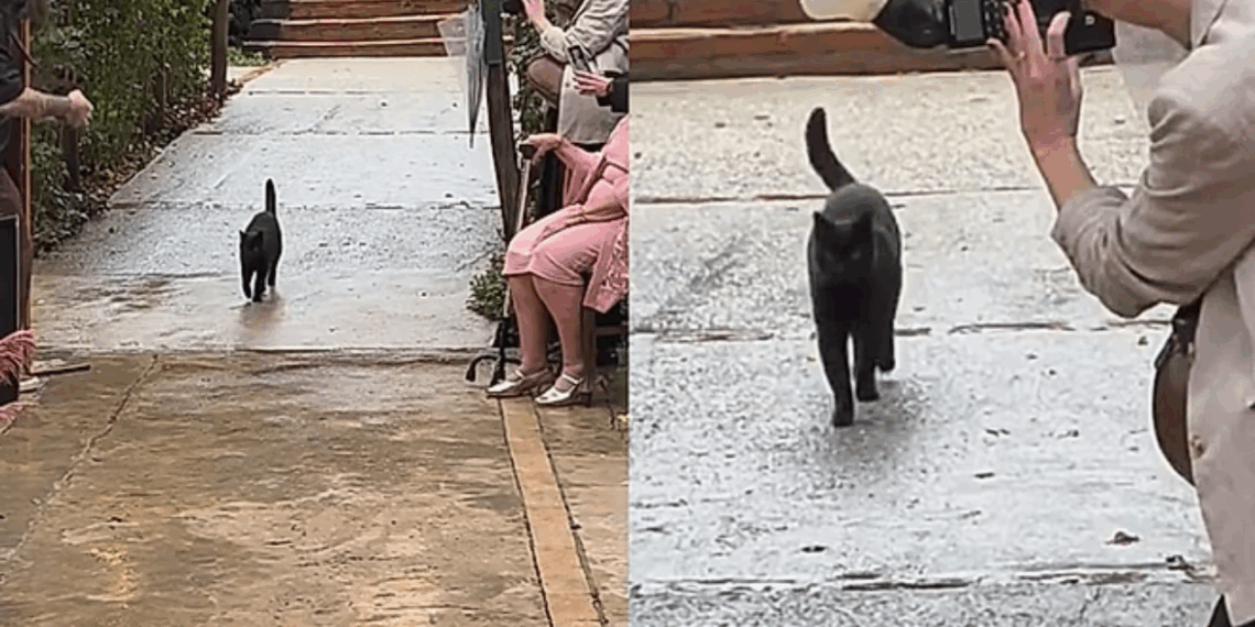 Noiva faz pedido especial para gato preto durante seu casamento e pet cumpre com maestria