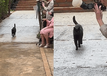 Noiva faz pedido especial para gato preto durante seu casamento e pet cumpre com maestria