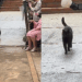 Noiva faz pedido especial para gato preto durante seu casamento e pet cumpre com maestria