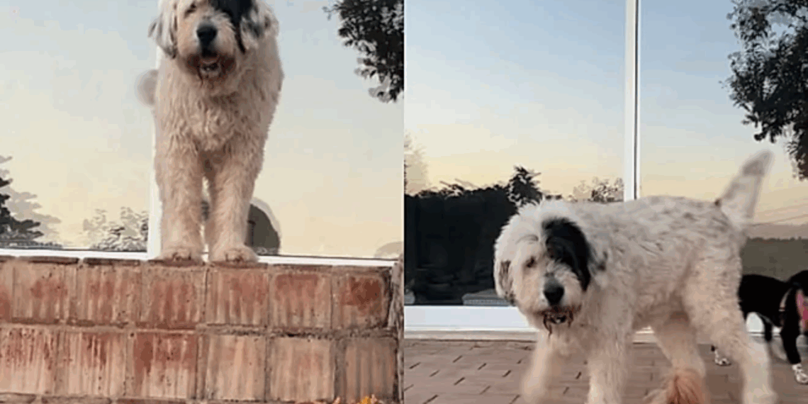 Idosa adota cachorrinha gigante o final emocionou milhares