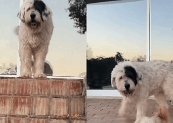 Idosa adota cachorrinha gigante o final emocionou milhares