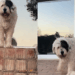 Idosa adota cachorrinha gigante o final emocionou milhares