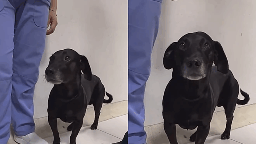 Comovente até para os médicos: a reação deste cão ao ver sua dona entrar na emergência