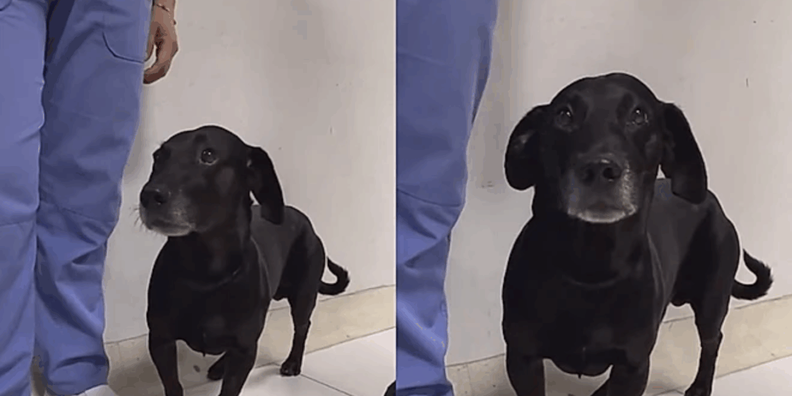 Comovente até para os médicos: a reação deste cão ao ver sua dona entrar na emergência