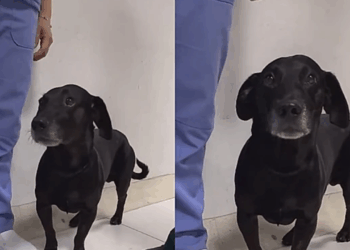 Comovente até para os médicos: a reação deste cão ao ver sua dona entrar na emergência
