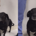 Comovente até para os médicos: a reação deste cão ao ver sua dona entrar na emergência