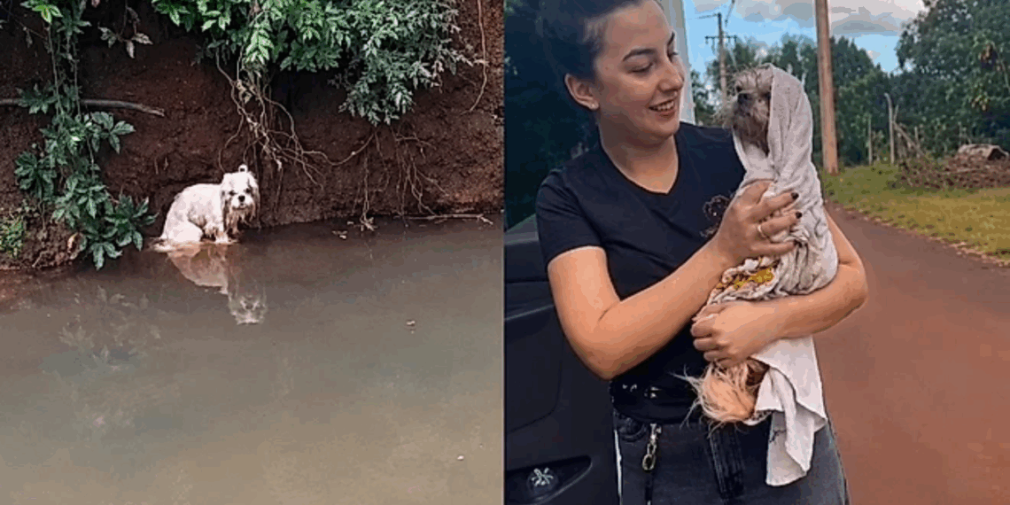 Shih-tzu perdido cai em córrego e mobiliza equipes de resgate
