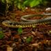 Esta cobra da Amazônia consegue imitar o cheiro de formigas para entrar nos ninhos sem ser atacada