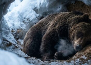 O animal que hiberna por 7 meses e acorda com os músculos mais fortes do que quando entrou no sono