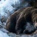 O animal que hiberna por 7 meses e acorda com os músculos mais fortes do que quando entrou no sono