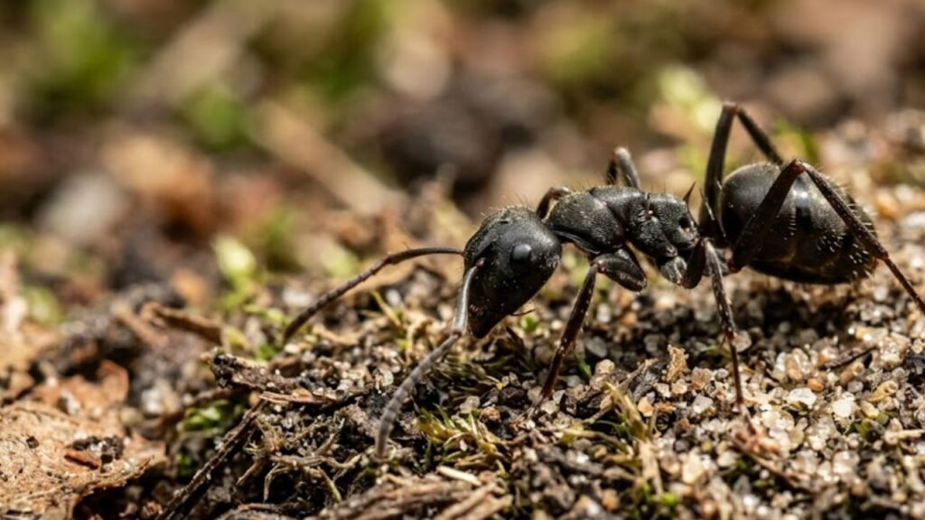 A formiga que sobrevive a quedas de qualquer altura sem se machucar e o motivo físico por trás disso