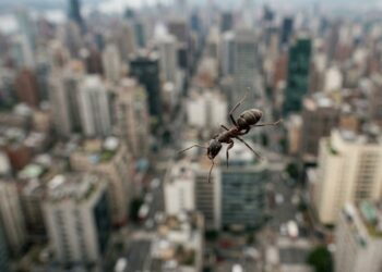 A formiga que sobrevive a quedas de qualquer altura sem se machucar e o motivo físico por trás disso
