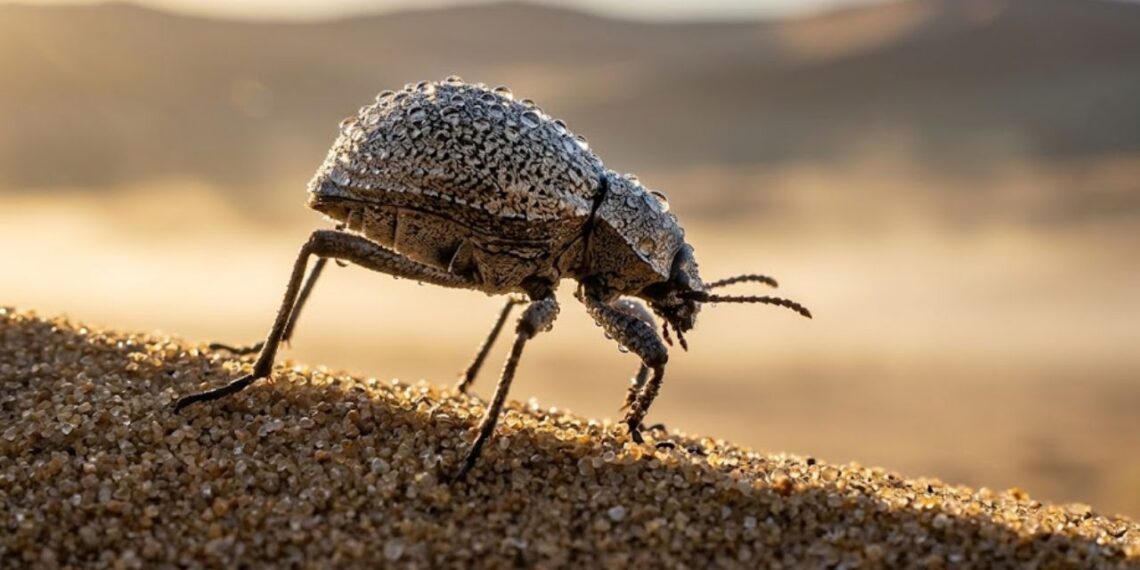 O animal do deserto que extrai água do próprio ar da manhã e o mecanismo na sua pele que cientistas tentam replicar