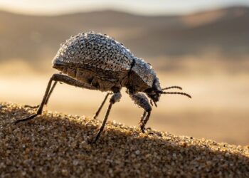 O animal do deserto que extrai água do próprio ar da manhã e o mecanismo na sua pele que cientistas tentam replicar