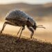O animal do deserto que extrai água do próprio ar da manhã e o mecanismo na sua pele que cientistas tentam replicar